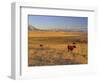 Cattle Graze Along the Rocky Mountain Front near Choteau, Montana, USA-Chuck Haney-Framed Photographic Print