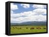 Cattle Graze in a Pasture Near Cascade, Idaho, Usa-David R. Frazier-Framed Stretched Canvas