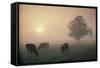 Cattle Grazing At Dawn On A Misty Morning, Dorset, England-David Noton-Framed Stretched Canvas