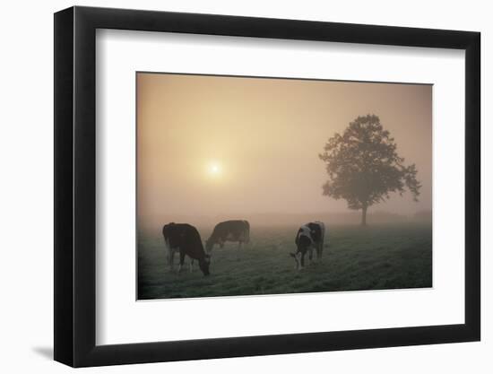 Cattle Grazing At Dawn On A Misty Morning, Dorset, England-David Noton-Framed Photographic Print