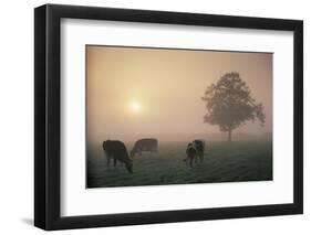 Cattle Grazing At Dawn On A Misty Morning, Dorset, England-David Noton-Framed Photographic Print