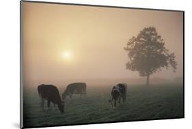 Cattle Grazing At Dawn On A Misty Morning, Dorset, England-David Noton-Mounted Photographic Print
