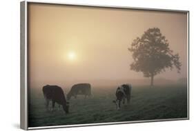 Cattle Grazing At Dawn On A Misty Morning, Dorset, England-David Noton-Framed Photographic Print