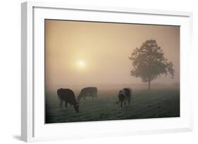 Cattle Grazing At Dawn On A Misty Morning, Dorset, England-David Noton-Framed Photographic Print