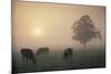 Cattle Grazing At Dawn On A Misty Morning, Dorset, England-David Noton-Mounted Photographic Print