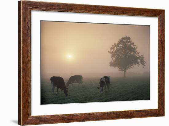 Cattle Grazing At Dawn On A Misty Morning, Dorset, England-David Noton-Framed Photographic Print