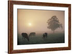 Cattle Grazing At Dawn On A Misty Morning, Dorset, England-David Noton-Framed Photographic Print