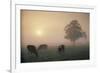 Cattle Grazing At Dawn On A Misty Morning, Dorset, England-David Noton-Framed Photographic Print