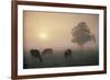 Cattle Grazing At Dawn On A Misty Morning, Dorset, England-David Noton-Framed Photographic Print