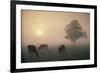 Cattle Grazing At Dawn On A Misty Morning, Dorset, England-David Noton-Framed Photographic Print