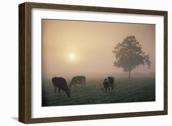 Cattle Grazing At Dawn On A Misty Morning, Dorset, England-David Noton-Framed Photographic Print