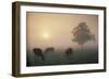 Cattle Grazing At Dawn On A Misty Morning, Dorset, England-David Noton-Framed Photographic Print