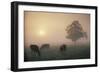 Cattle Grazing At Dawn On A Misty Morning, Dorset, England-David Noton-Framed Photographic Print