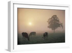 Cattle Grazing At Dawn On A Misty Morning, Dorset, England-David Noton-Framed Photographic Print