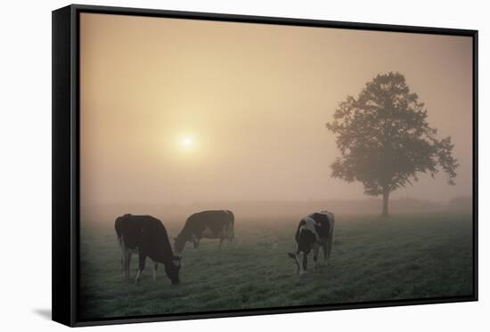 Cattle Grazing At Dawn On A Misty Morning, Dorset, England-David Noton-Framed Stretched Canvas