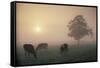 Cattle Grazing At Dawn On A Misty Morning, Dorset, England-David Noton-Framed Stretched Canvas