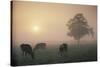 Cattle Grazing At Dawn On A Misty Morning, Dorset, England-David Noton-Stretched Canvas