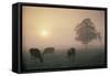 Cattle Grazing At Dawn On A Misty Morning, Dorset, England-David Noton-Framed Stretched Canvas