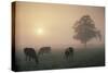 Cattle Grazing At Dawn On A Misty Morning, Dorset, England-David Noton-Stretched Canvas
