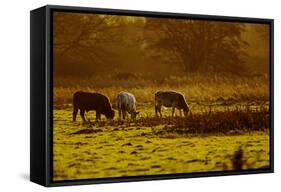 Cattle Grazing Early Morning-null-Framed Stretched Canvas