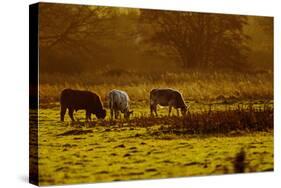 Cattle Grazing Early Morning-null-Stretched Canvas