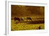 Cattle Grazing Early Morning-null-Framed Photographic Print