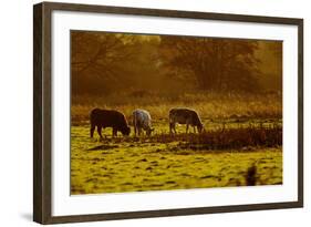 Cattle Grazing Early Morning-null-Framed Photographic Print