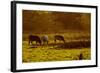 Cattle Grazing Early Morning-null-Framed Photographic Print