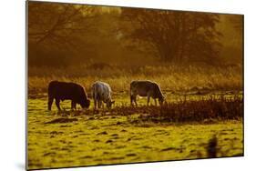 Cattle Grazing Early Morning-null-Mounted Photographic Print