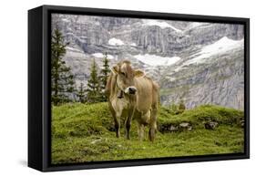 Cattle Grazing High in the Swiss Alps Near Wengen-null-Framed Stretched Canvas