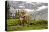 Cattle Grazing High in the Swiss Alps Near Wengen-null-Stretched Canvas