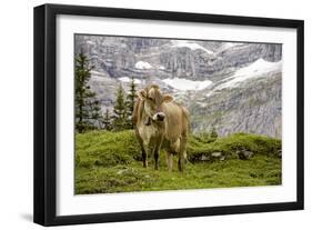 Cattle Grazing High in the Swiss Alps Near Wengen-null-Framed Photographic Print