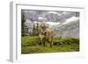 Cattle Grazing High in the Swiss Alps Near Wengen-null-Framed Photographic Print