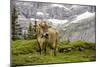 Cattle Grazing High in the Swiss Alps Near Wengen-null-Mounted Photographic Print