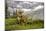 Cattle Grazing High in the Swiss Alps Near Wengen-null-Mounted Photographic Print