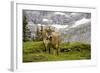 Cattle Grazing High in the Swiss Alps Near Wengen-null-Framed Photographic Print