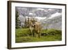 Cattle Grazing High in the Swiss Alps Near Wengen-null-Framed Photographic Print