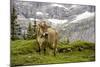 Cattle Grazing High in the Swiss Alps Near Wengen-null-Mounted Photographic Print
