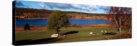 Cattle Grazing in a Field, Lac De Bellefontaine, Bellefontaine, Jura, Franche-Comte, France-null-Stretched Canvas