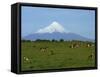 Cattle Grazing in a Field with the Osorno Volcano Behind in the Lake District in Chile-Charles Bowman-Framed Stretched Canvas