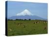 Cattle Grazing in a Field with the Osorno Volcano Behind in the Lake District in Chile-Charles Bowman-Stretched Canvas