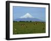 Cattle Grazing in a Field with the Osorno Volcano Behind in the Lake District in Chile-Charles Bowman-Framed Photographic Print