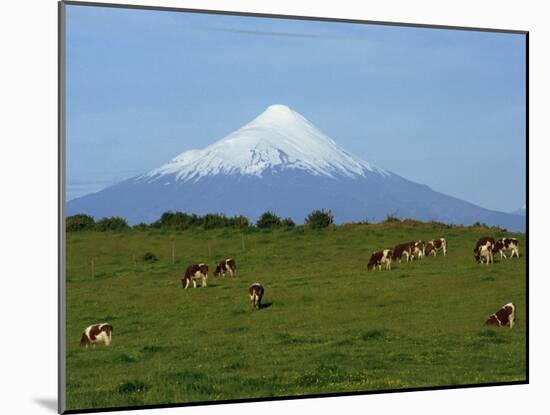 Cattle Grazing in a Field with the Osorno Volcano Behind in the Lake District in Chile-Charles Bowman-Mounted Photographic Print