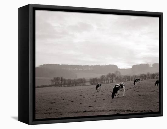 Cattle Grazing in a Field-null-Framed Stretched Canvas