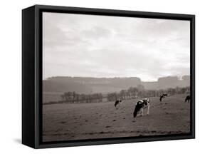 Cattle Grazing in a Field-null-Framed Stretched Canvas