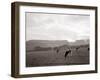 Cattle Grazing in a Field-null-Framed Premium Photographic Print