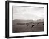 Cattle Grazing in a Field-null-Framed Premium Photographic Print