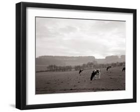 Cattle Grazing in a Field-null-Framed Premium Photographic Print