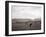 Cattle Grazing in a Field-null-Framed Premium Photographic Print