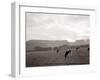 Cattle Grazing in a Field-null-Framed Premium Photographic Print